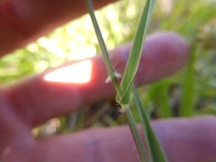 Urochloa ciliatissima