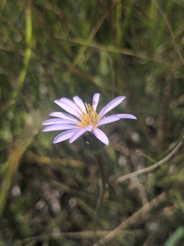 iNaturalist observation photo of Tundra Aster