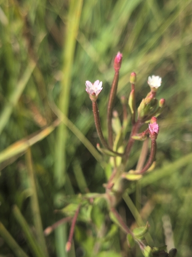 iNaturalist observation photo of willowherbs