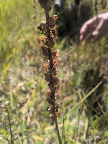 iNaturalist observation photo of Elephant's-Head lousewort