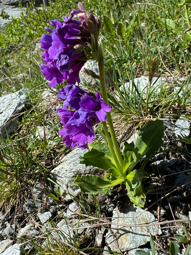 Primula latifolia, photograph 4