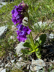 (c) Terry Instone, some rights reserved (CC BY) Primula latifolia, photograph (c) Terry Instone, some rights reserved (CC BY)