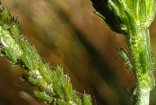 iNaturalist observation photo of Anthemid Aphids