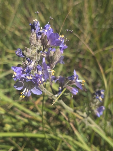 iNaturalist observation photo of western Jacob's ladder