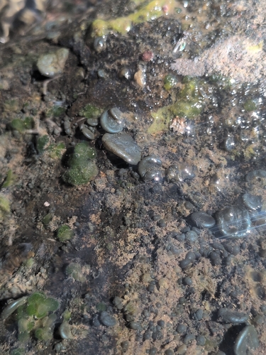 iNaturalist observation photo of Nostoc parmelioides