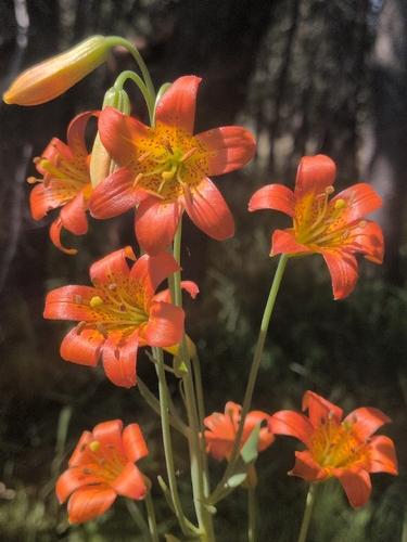 iNaturalist observation photo of Sierra Tiger Lily