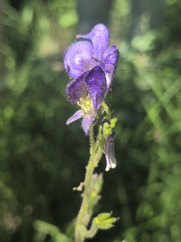 iNaturalist observation photo of Columbian Monkshood