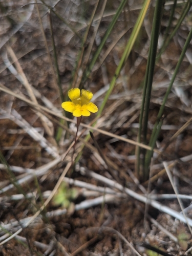 iNaturalist observation photo of primrose monkeyflower