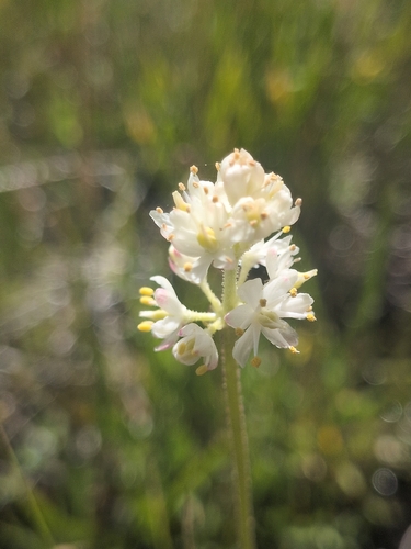 iNaturalist observation photo of western false asphodel