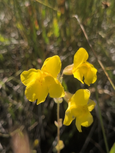iNaturalist observation photo of seep monkeyflower