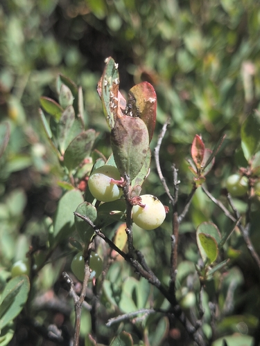 iNaturalist observation photo of bog bilberry