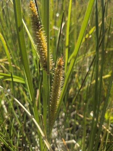 iNaturalist observation photo of true sedges