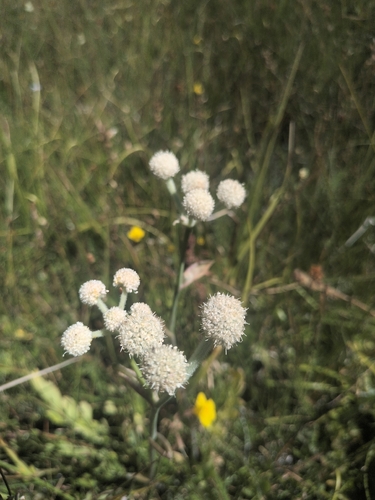 iNaturalist observation photo of ranger buttons