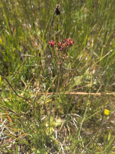 iNaturalist observation photo of Sierra Saxifrage
