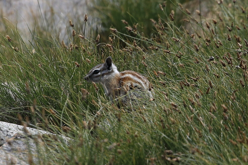 Alpine Chipmunk observed by rjadams55