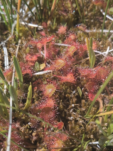 iNaturalist observation photo of round-leaved sundew