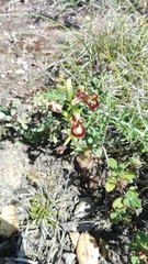 Ophrys speculum speculum