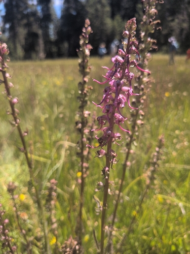 iNaturalist observation photo of Elephant's-Head lousewort
