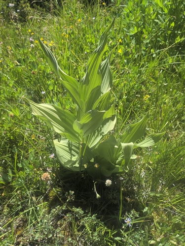 iNaturalist observation photo of Corn Lily