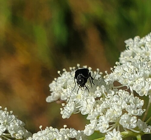 iNaturalist observation photo of Mordella hubbsi