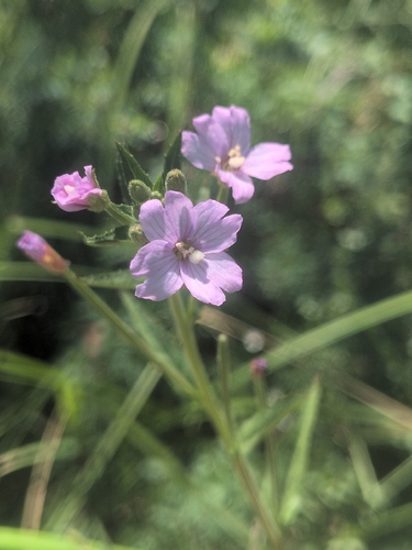 iNaturalist observation photo of fringed willowherb