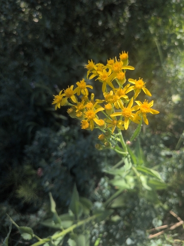 iNaturalist observation photo of Arrowleaf Senecio