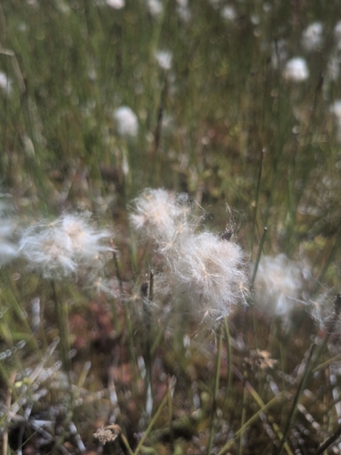 iNaturalist observation photo of slender cottongrass