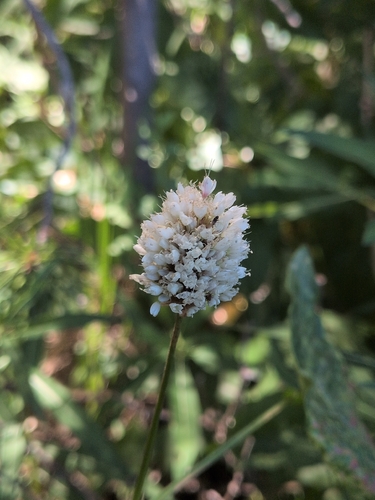 iNaturalist observation photo of American bistort