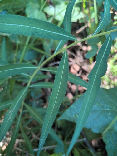 iNaturalist observation photo of fireweed