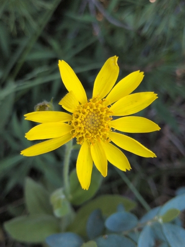 iNaturalist observation photo of Arnica