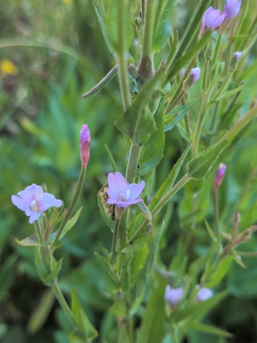 iNaturalist observation photo of fringed willowherb