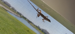 Anolis sagrei