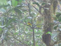 Myioborus melanocephalus
