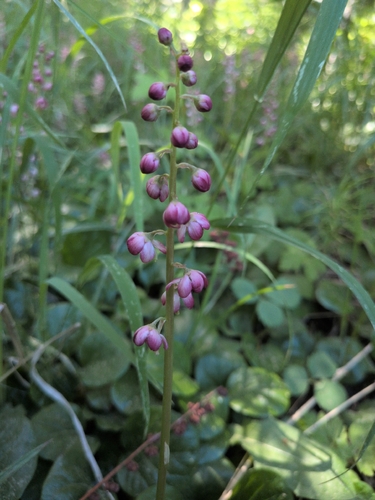iNaturalist observation photo of bog wintergreen