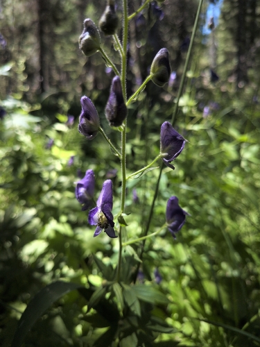 iNaturalist observation photo of Columbian Monkshood