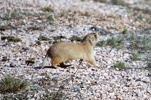 Utah Prairie Dog