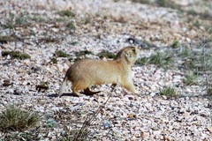 Cynomys parvidens