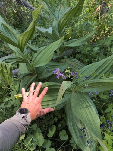 iNaturalist observation photo of Corn Lily