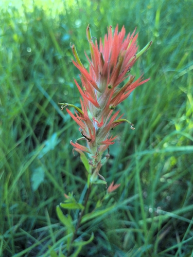 iNaturalist observation photo of giant red paintbrush