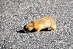 Cynomys parvidens