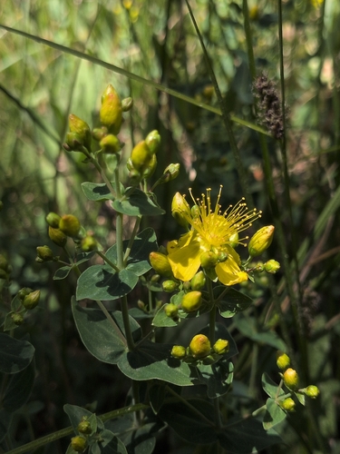 iNaturalist observation photo of Scouler's St. John's wort