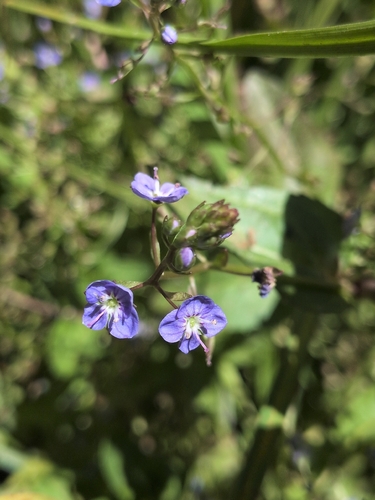 iNaturalist observation photo of American brooklime