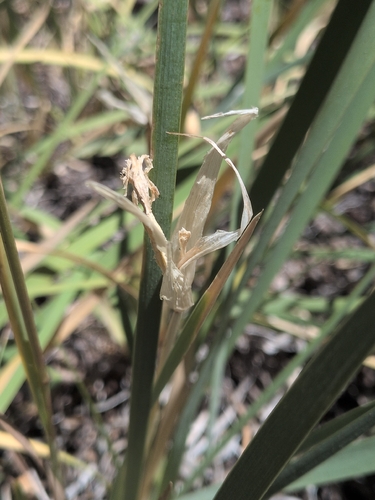 iNaturalist observation photo of western blue flag