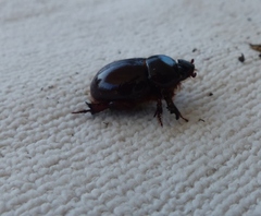 Temnorhynchus retusus