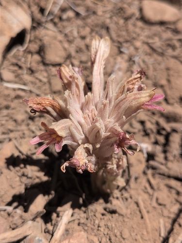 iNaturalist observation photo of Flat-top Broomrape