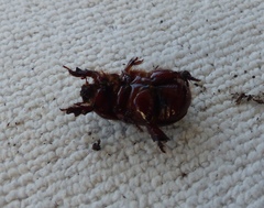 Temnorhynchus retusus