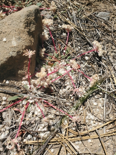 iNaturalist observation photo of One-seeded Pussypaws