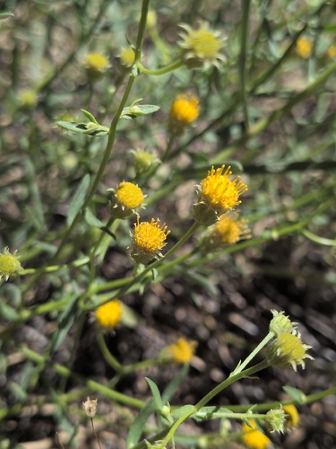 iNaturalist observation photo of asters and allies