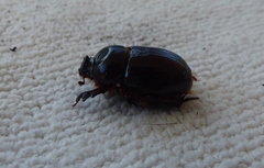 Temnorhynchus retusus