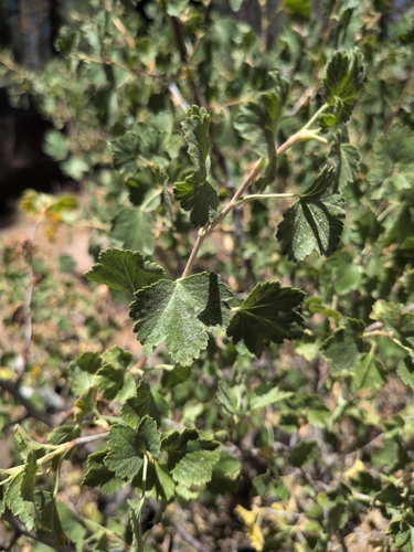 iNaturalist observation photo of wax currant